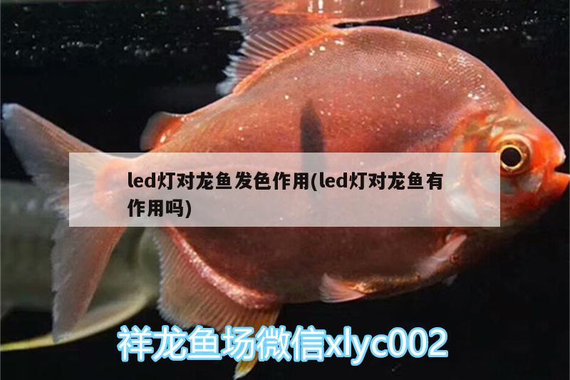 黃化白子銀龍魚(yú)和黃化銀龍魚(yú)的區(qū)別是什么（黃化銀龍與白化銀龍有什么區(qū)別_） 銀龍魚(yú) 第2張