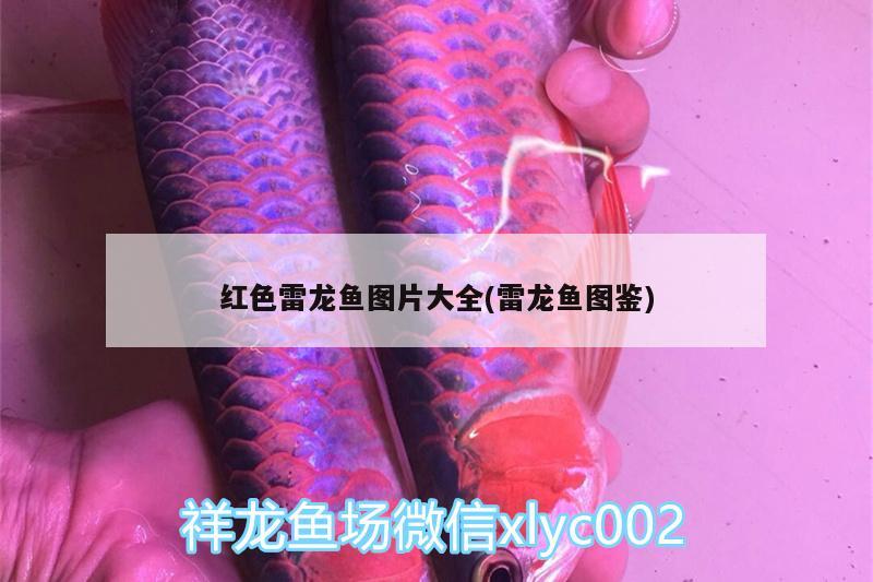 紅色雷龍魚圖片大全(雷龍魚圖鑒)