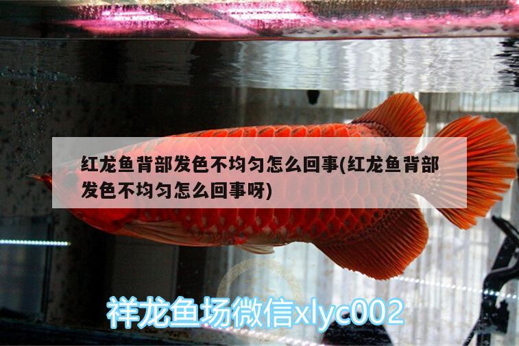 紅龍魚背部發(fā)色不均勻怎么回事(紅龍魚背部發(fā)色不均勻怎么回事呀) 黃寬帶蝴蝶魚