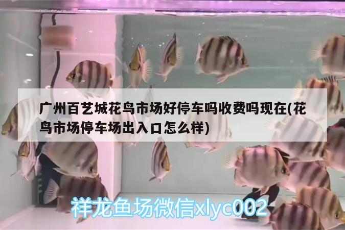 臨滄觀賞魚市場大家早上好