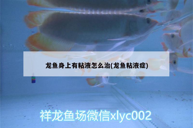 金龍魚和銀龍魚飼養(yǎng)方法一樣嗎（金龍魚,銀龍魚） 印尼三紋虎 第2張