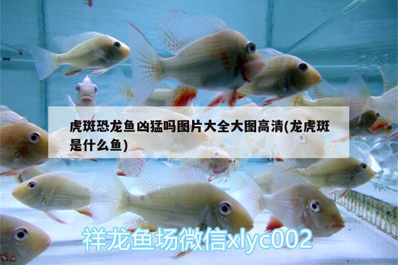 益陽(yáng)水族館雀鱔魚