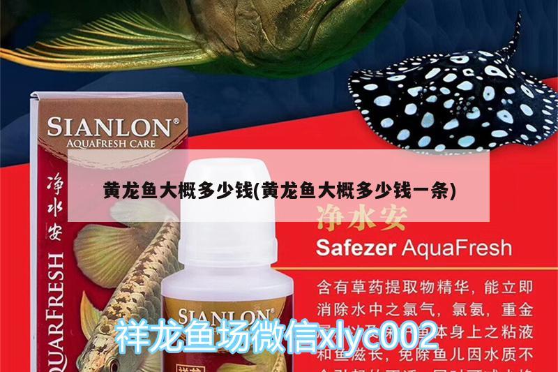 黃龍魚大概多少錢(黃龍魚大概多少錢一條) 眼斑魚 第2張