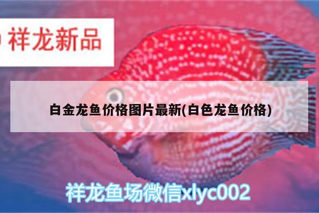 白金龍魚價(jià)格圖片最新(白色龍魚價(jià)格) 印尼紅龍魚