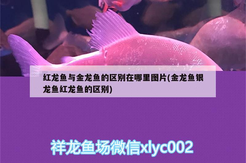 佛山市順德區(qū)北滘鎮(zhèn)生生水族器材店 全國水族館企業(yè)名錄 第3張