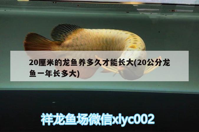 魚缸的背景圖怎么貼上去：魚缸的背景圖怎么貼上去好看 廣州水族批發(fā)市場 第2張