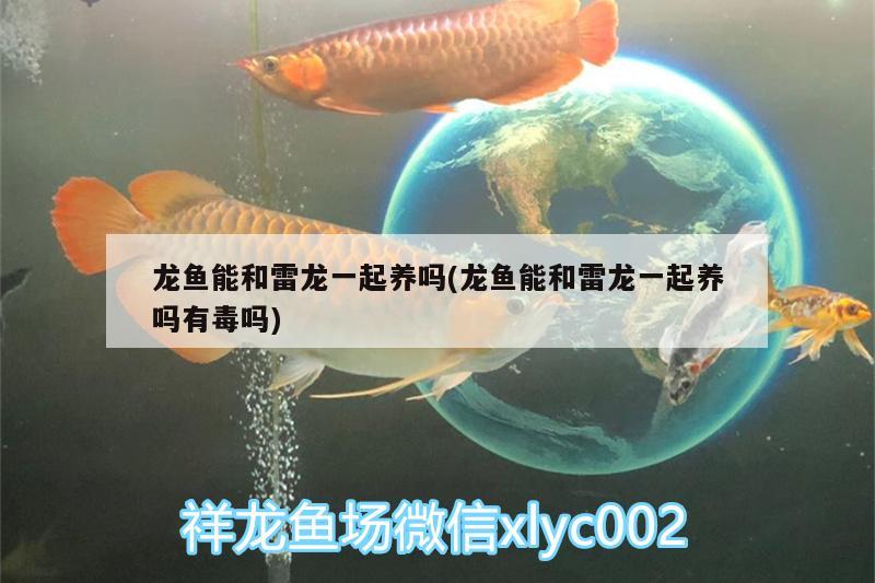 龍魚能和雷龍一起養(yǎng)嗎(龍魚能和雷龍一起養(yǎng)嗎有毒嗎)