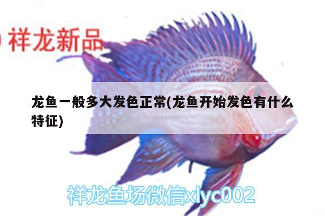 龍魚一般多大發(fā)色正常(龍魚開始發(fā)色有什么特征)