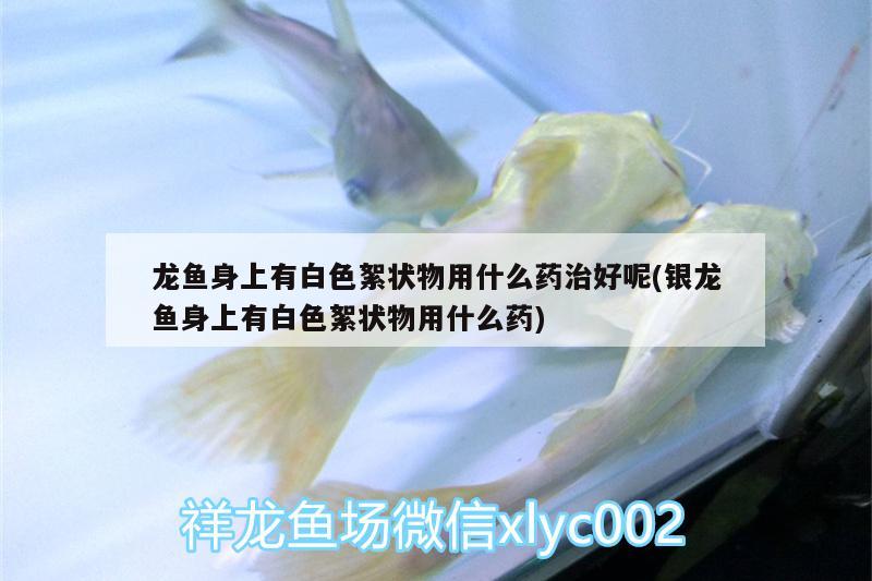 鯉魚養(yǎng)魚缸里能活多久（鯉魚養(yǎng)魚缸里能活多久?。? title=