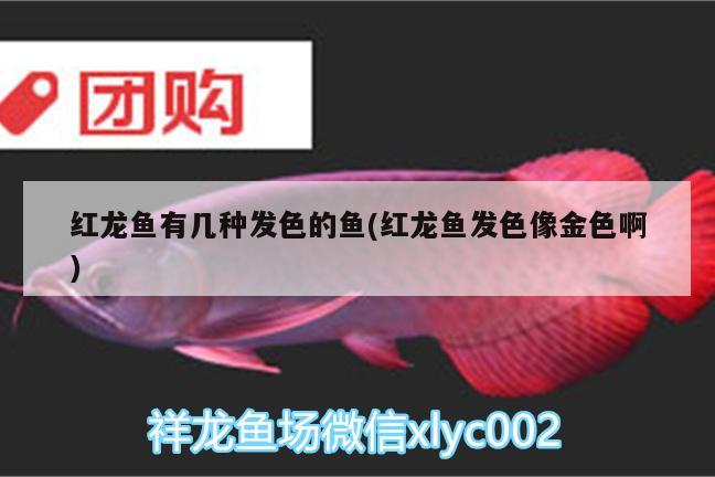 紅龍魚有幾種發(fā)色的魚(紅龍魚發(fā)色像金色啊)