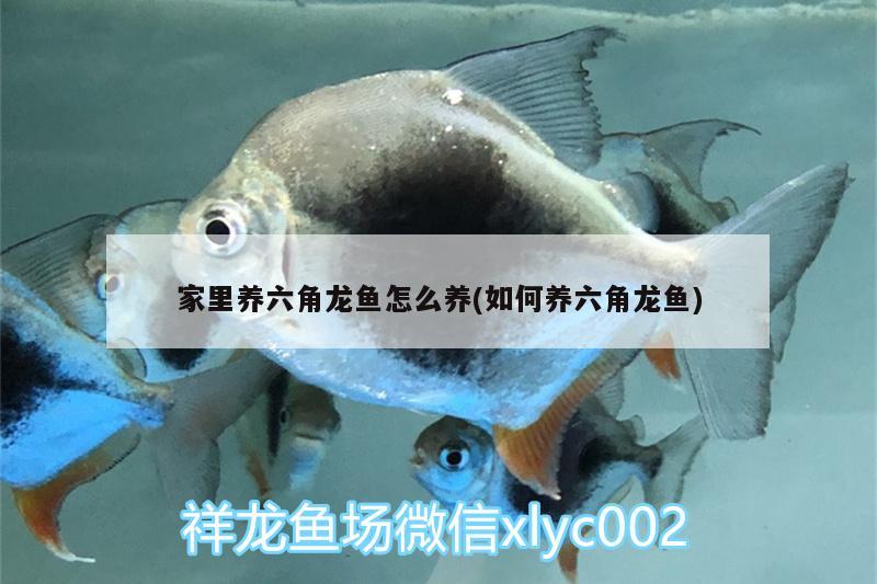 家里養(yǎng)六角龍魚怎么養(yǎng)(如何養(yǎng)六角龍魚)