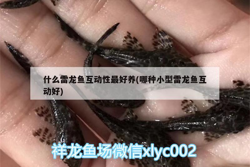 虎紋恐龍魚兇猛嗎圖片大全(虎紋恐龍魚兇猛嗎圖片大全大圖)