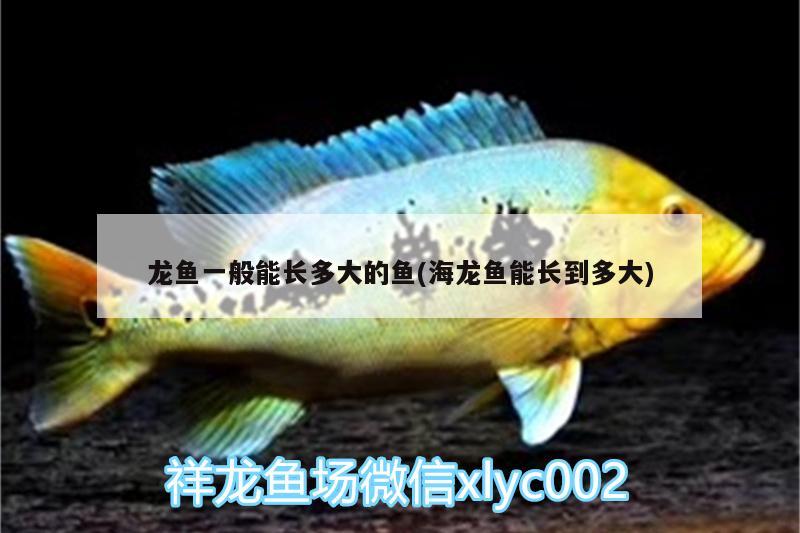 龍魚一般能長(zhǎng)多大的魚(海龍魚能長(zhǎng)到多大)