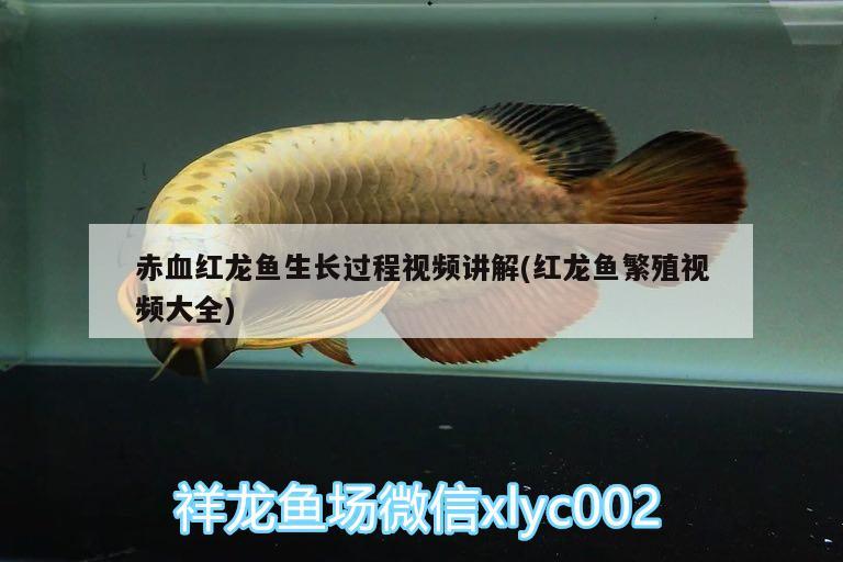 赤血紅龍魚生長過程視頻講解(紅龍魚繁殖視頻大全) 斑馬狗頭魚