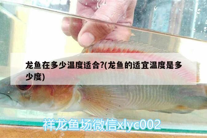 龍魚在多少溫度適合?(龍魚的適宜溫度是多少度) iwish愛唯希品牌魚缸