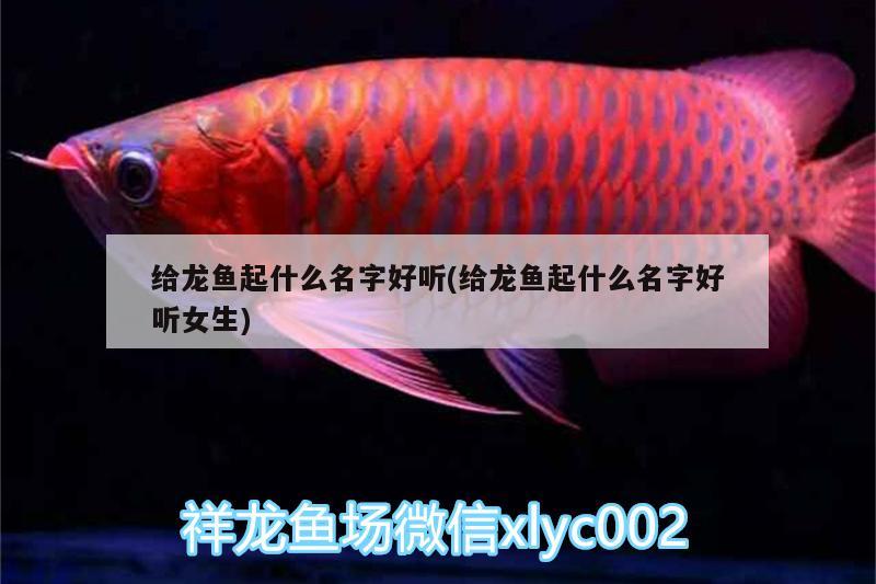 觀賞魚寄快遞如何避免壞水：魚不喂會(huì)餓死嗎