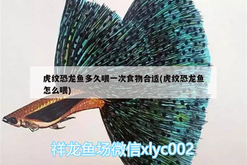 虎紋恐龍魚多久喂一次食物合適(虎紋恐龍魚怎么喂)