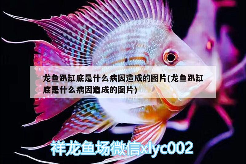 龍魚趴缸底是什么病因造成的圖片(龍魚趴缸底是什么病因造成的圖片) 埃及神仙魚