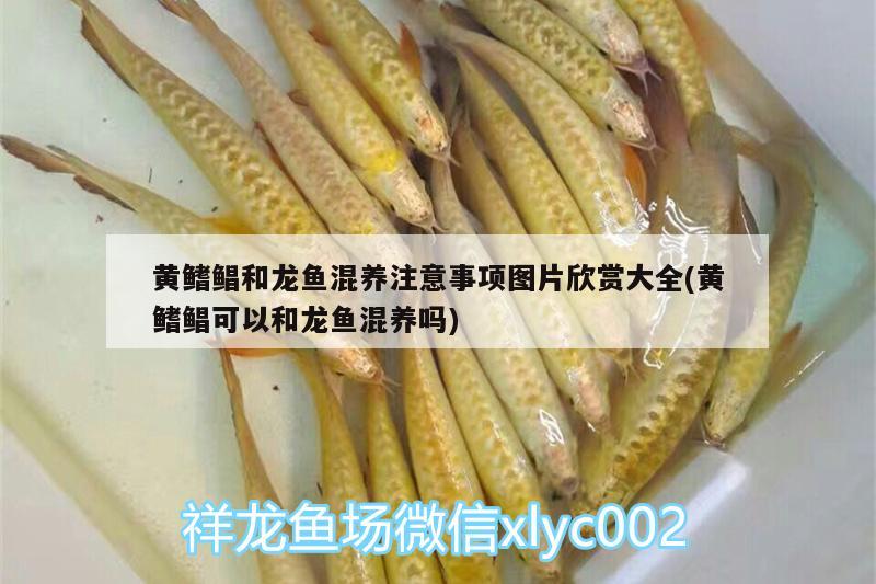 黃鰭鯧和龍魚混養(yǎng)注意事項(xiàng)圖片欣賞大全(黃鰭鯧可以和龍魚混養(yǎng)嗎)