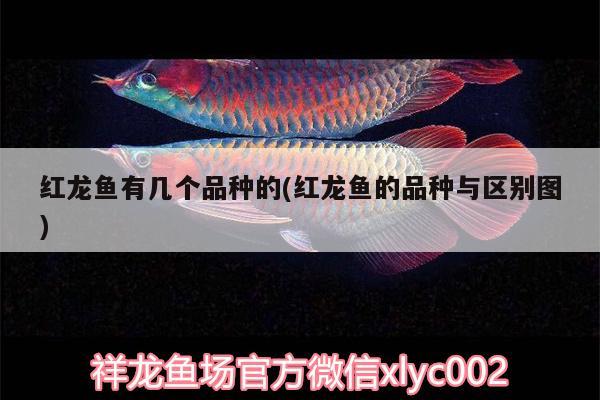 畫眉魚線做鳥套打結圖片：畫眉鳥繩套制作方法