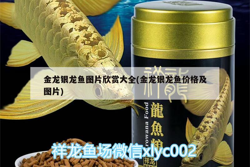 金龍銀龍魚圖片欣賞大全(金龍銀龍魚價格及圖片) 銀龍魚百科