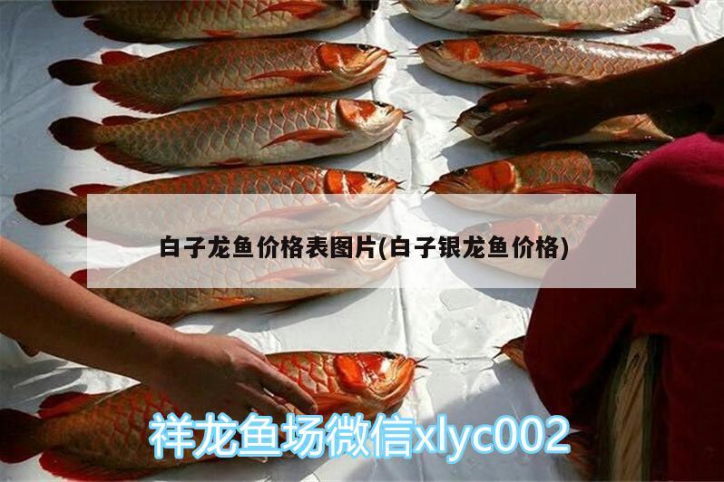 白子龍魚價格表圖片(白子銀龍魚價格) 銀龍魚百科