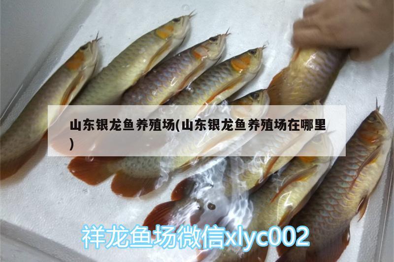 山東銀龍魚養(yǎng)殖場(山東銀龍魚養(yǎng)殖場在哪里) 銀龍魚