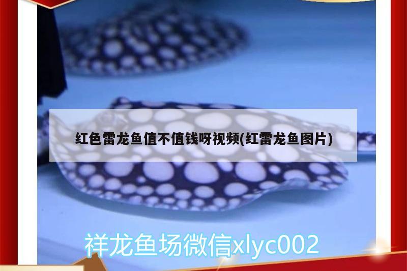 紅龍魚ph值怎么調(diào)整(龍魚ph值高了怎么辦)