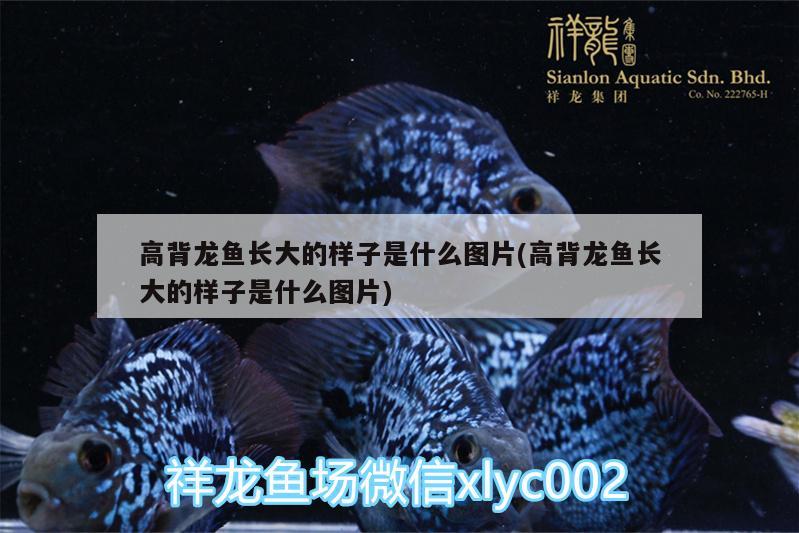 高背龍魚長大的樣子是什么圖片(高背龍魚長大的樣子是什么圖片) 白化巴西龜（白巴）