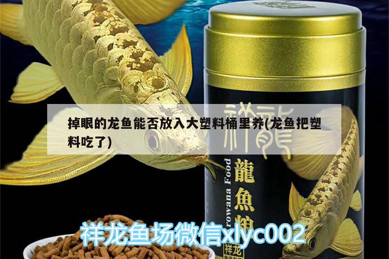 掉眼的龍魚能否放入大塑料桶里養(yǎng)(龍魚把塑料吃了) 斯維尼關(guān)刀魚