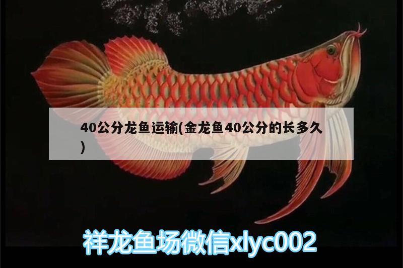 40公分龍魚(yú)運(yùn)輸(金龍魚(yú)40公分的長(zhǎng)多久) 泰龐海鰱魚(yú)