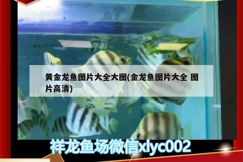 黃金龍魚圖片大全大圖(金龍魚圖片大全圖片高清) 非洲金鼓魚