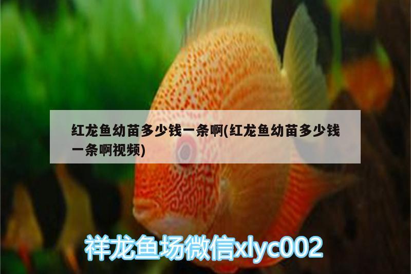 紅龍魚(yú)幼苗多少錢(qián)一條啊(紅龍魚(yú)幼苗多少錢(qián)一條啊視頻) 玫瑰銀版魚(yú)