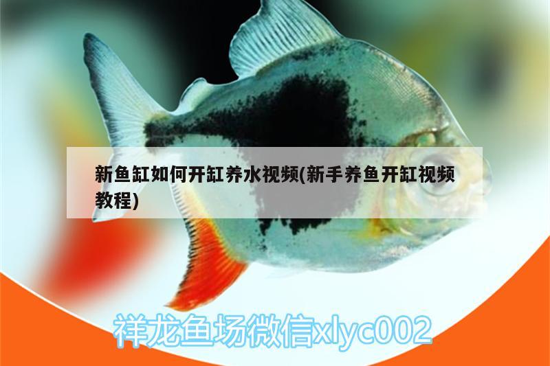 六盤水觀賞魚市場來看看如何