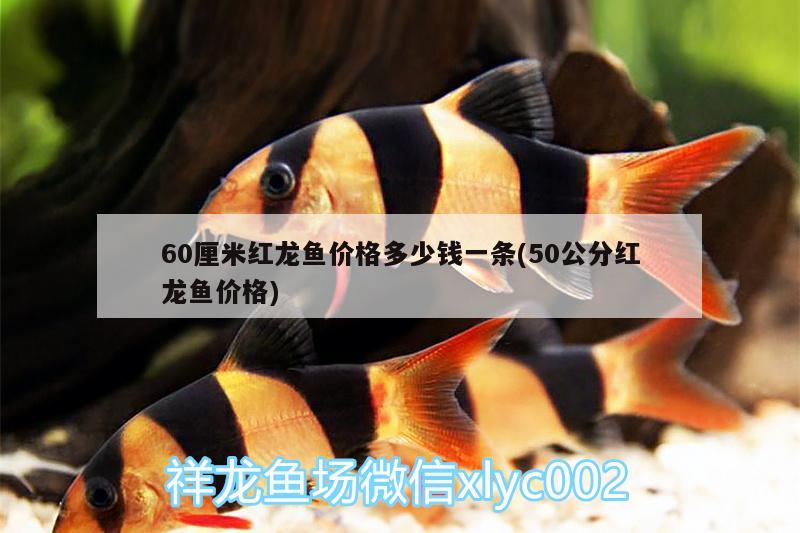 60厘米紅龍魚價格多少錢一條(50公分紅龍魚價格)