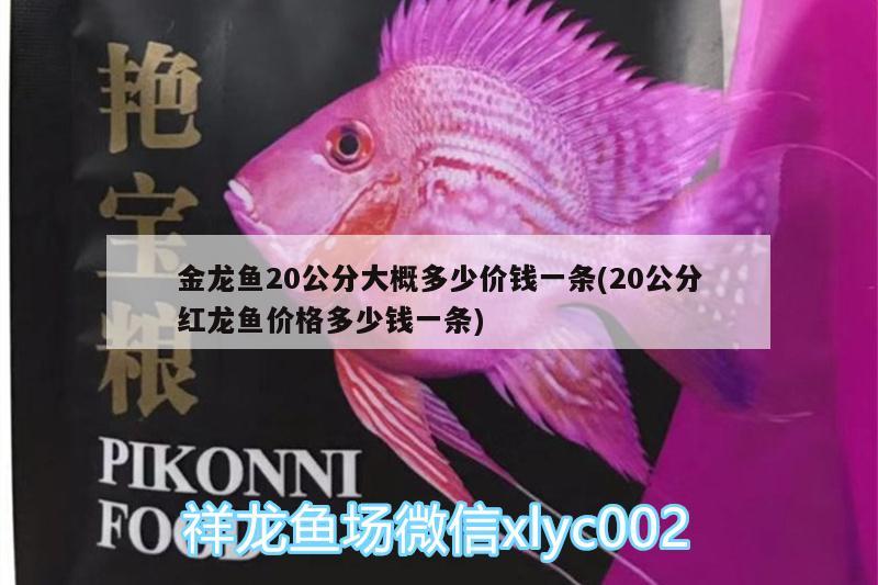 金龍魚20公分大概多少價(jià)錢一條(20公分紅龍魚價(jià)格多少錢一條)