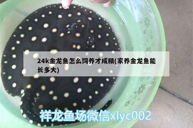 24k金龍魚怎么飼養(yǎng)才成精(家養(yǎng)金龍魚能長多大) 三間鼠魚苗