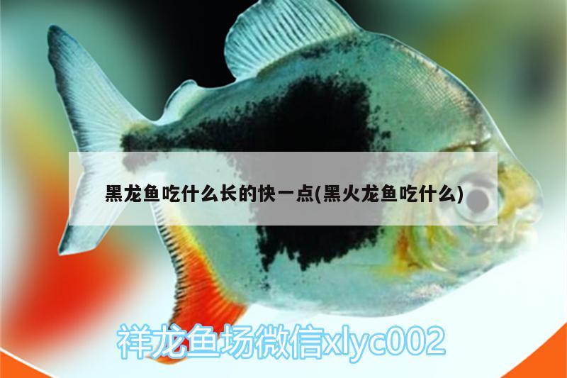 黑龍魚(yú)吃什么長(zhǎng)的快一點(diǎn)(黑火龍魚(yú)吃什么) 三間鼠魚(yú)苗