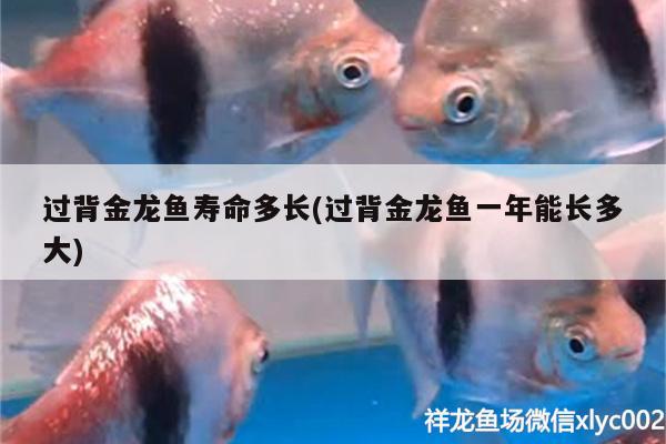 金龍魚擺件放在家里什么位置(金龍魚擺件放在家里什么位置比較好) 福滿鉆魚