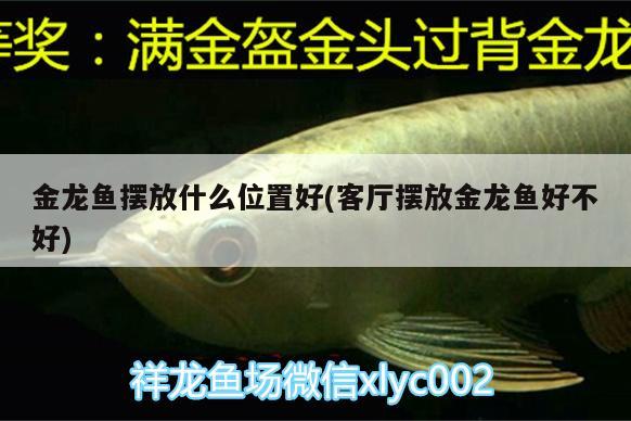 金龍魚擺放什么位置好(客廳擺放金龍魚好不好)