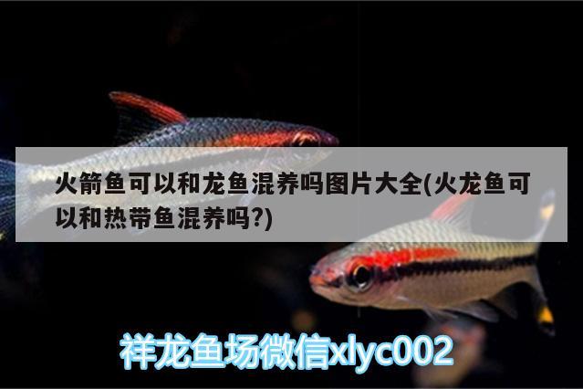 大參觀賞魚專賣 祥龍傳奇品牌魚缸 第3張