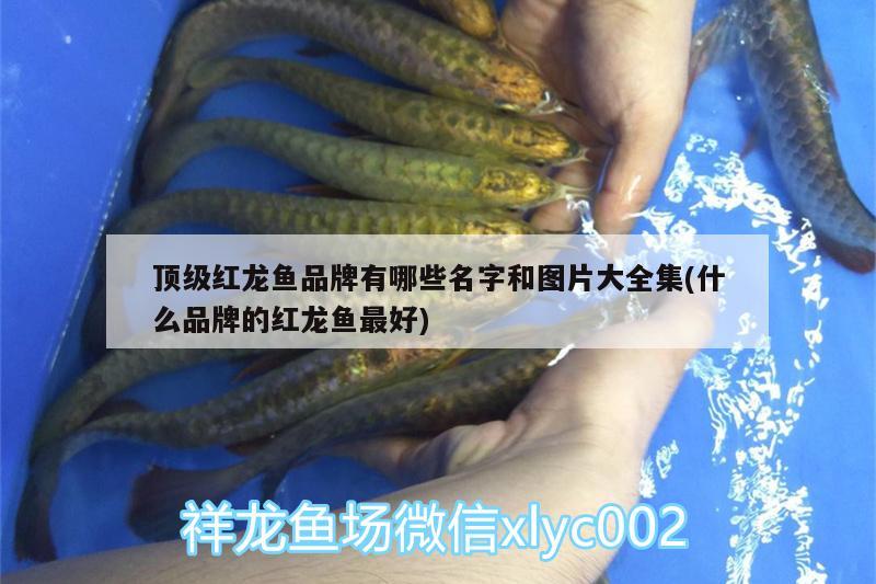 頂級(jí)紅龍魚(yú)品牌有哪些名字和圖片大全集(什么品牌的紅龍魚(yú)最好) 祥龍赫舞紅龍魚(yú)