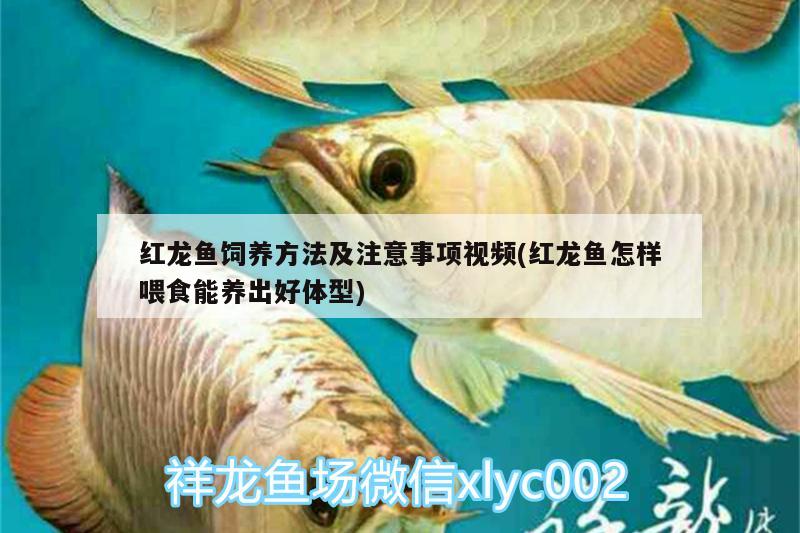 紅龍魚飼養(yǎng)方法及注意事項(xiàng)視頻(紅龍魚怎樣喂食能養(yǎng)出好體型)