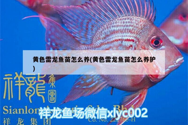 黃色雷龍魚苗怎么養(yǎng)(黃色雷龍魚苗怎么養(yǎng)護)