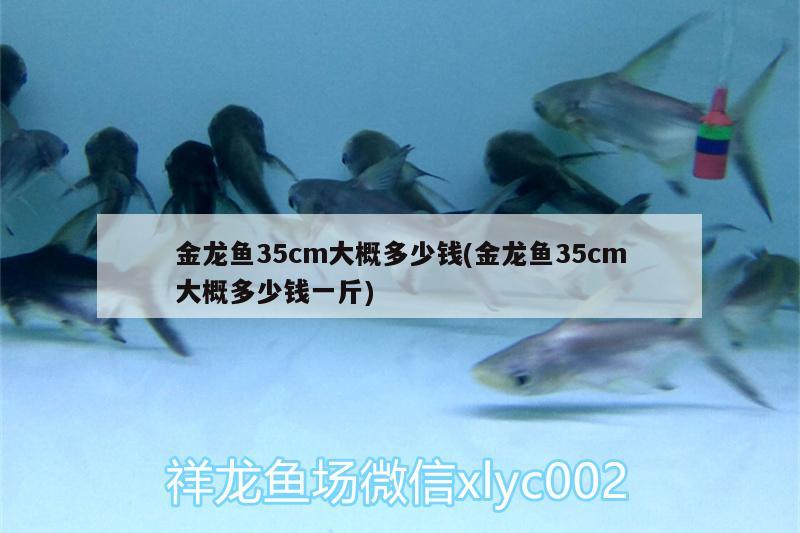 金龍魚35cm大概多少錢(金龍魚35cm大概多少錢一斤)