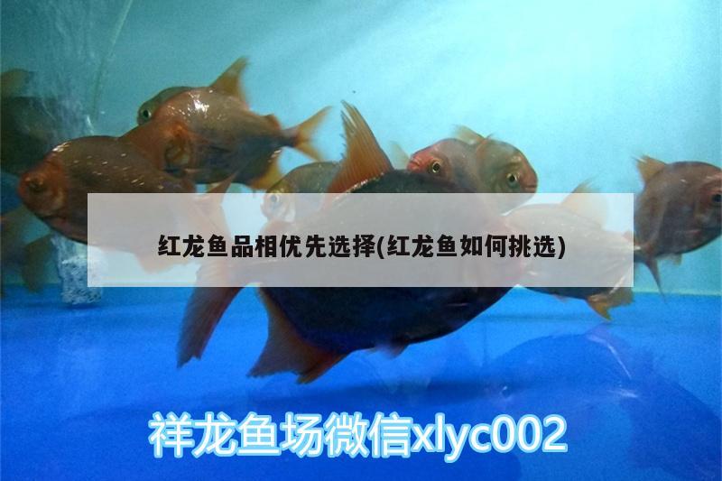 紅龍魚品相優(yōu)先選擇(紅龍魚如何挑選) 蘇虎苗（蘇門答臘虎魚苗）