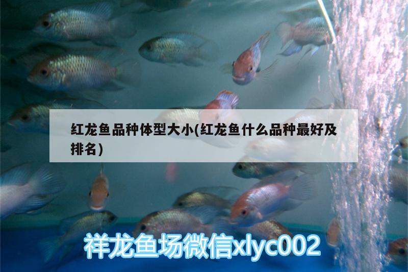 紅龍魚品種體型大小(紅龍魚什么品種最好及排名)