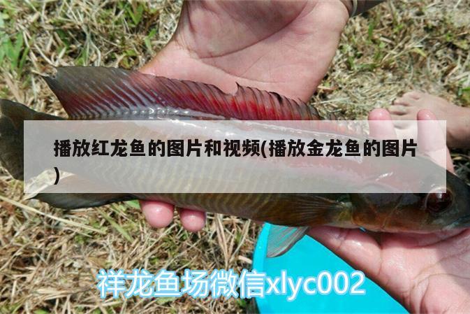 播放紅龍魚的圖片和視頻(播放金龍魚的圖片) 白化火箭