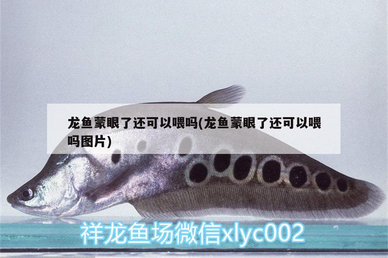 龍魚蒙眼了還可以喂嗎(龍魚蒙眼了還可以喂嗎圖片) 白子銀版魚