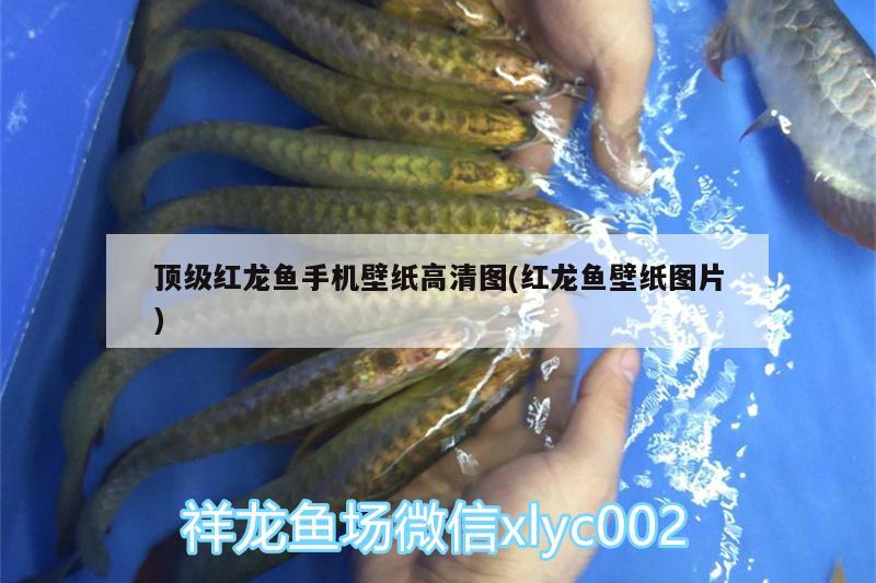 頂級紅龍魚手機(jī)壁紙高清圖(紅龍魚壁紙圖片) 黃金達(dá)摩魚